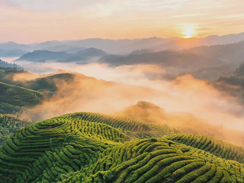 Tea by Region